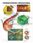 Understanding Cholesterol Anatomical Chart